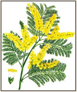 Mimosa