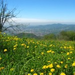 colli