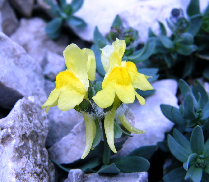 Escursione guidata al Sentiero dei Fiori e piantumazione della pianta endemica Linaria Tonzigii