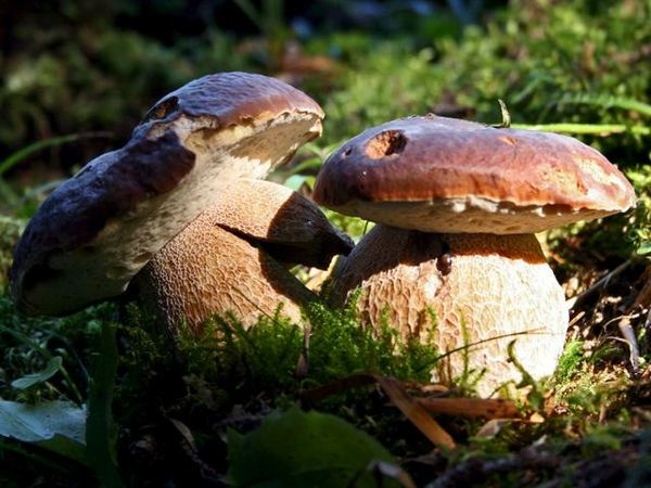 Al via la 36esima edizione della Mostra del Fungo e delle Natura a Villa d’Ogna