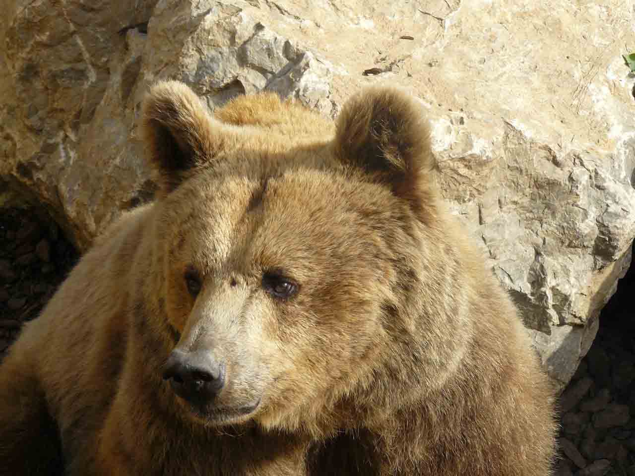 Orso in Val Taleggio: sabato 27 aprile incontro aperto al pubblico