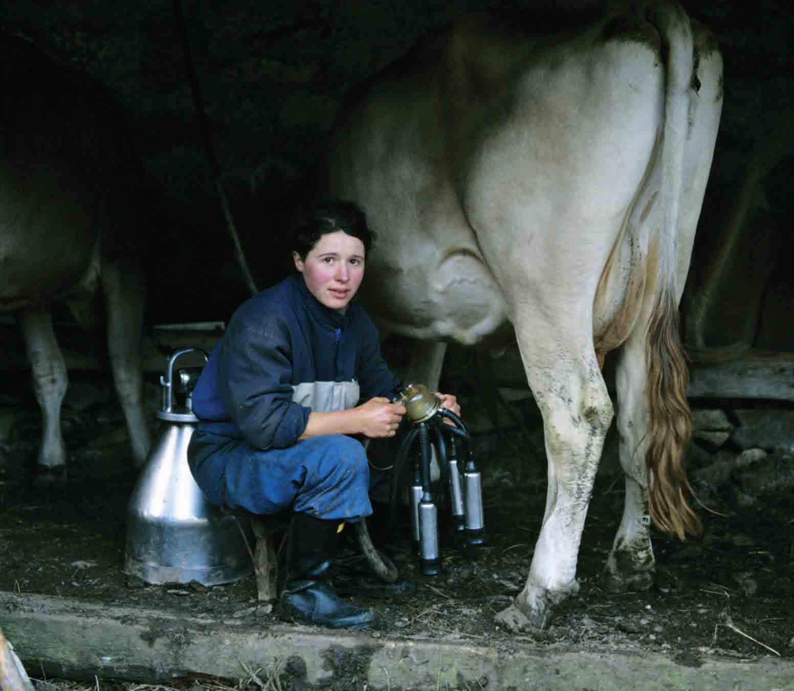 BERGAMOSICENZA 2013 - Come il latte diventa stracchino: domenica laboratori di caseificazione con il Parco delle Orobie Bergamasche