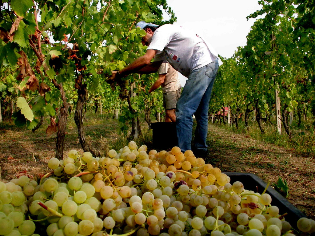 Nella Bergamasca vendemmia 2016 tra luci e ombre