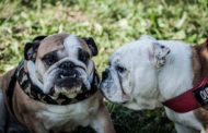 Trucca, la carica dei 170 Bulldog: raduno lombardo