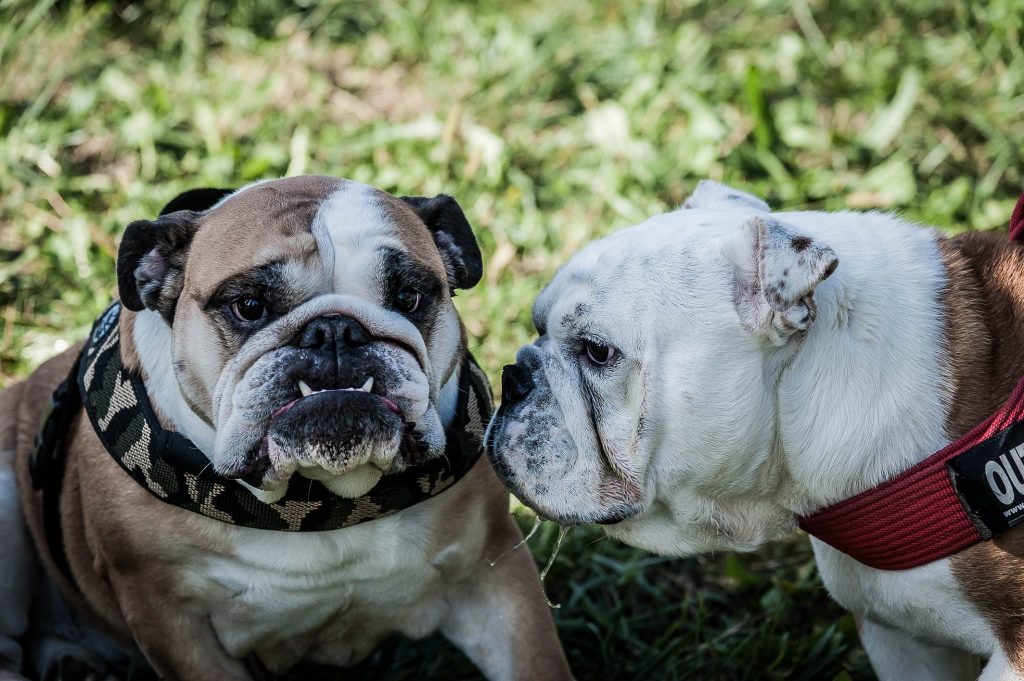 Trucca, la carica dei 170 Bulldog: raduno lombardo