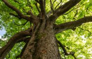 Il Comune pianterà 1400 alberi lungo le strade e nei parchi