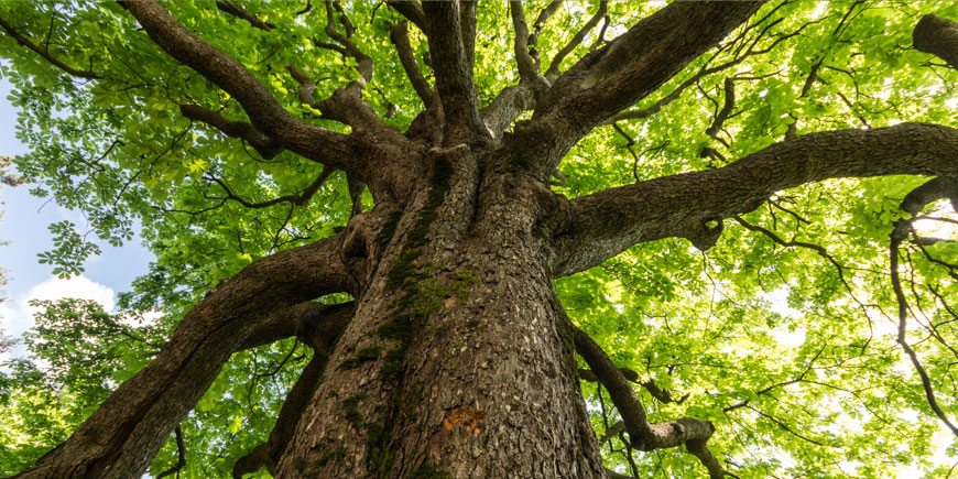 Il Comune pianterà 1400 alberi lungo le strade e nei parchi