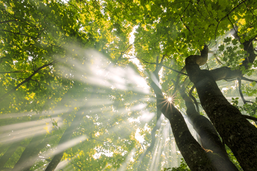 Da tagliare 122 alberi malati in città. Saranno sostituiti