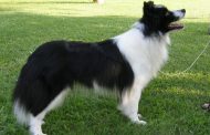 Rapito border collie di Sarnico: ritrovato a mille km di distanza