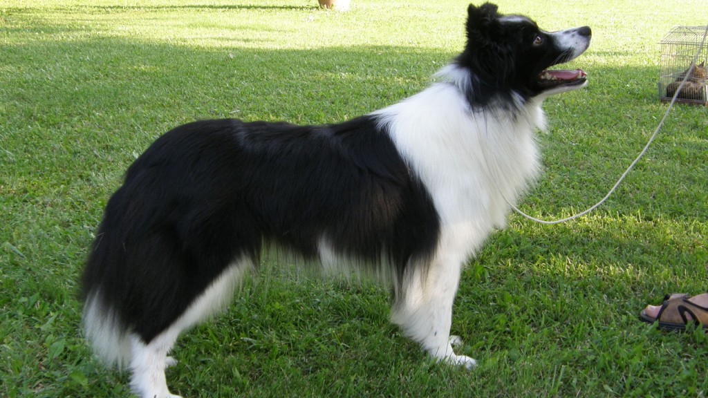 Rapito border collie di Sarnico: ritrovato a mille km di distanza