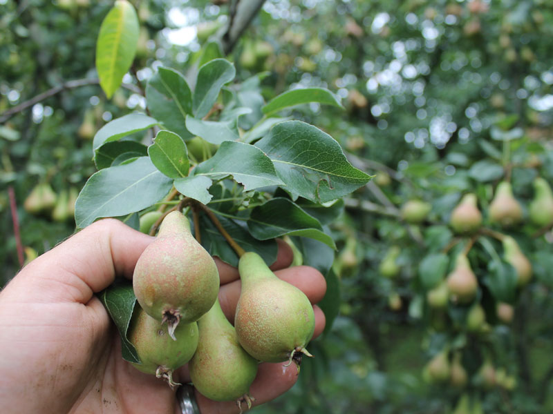 Volano le imprese agricole guidate dai giovani (più 9,8%)