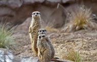 Le Cornelle alza il sipario su la nuova area dei suricati