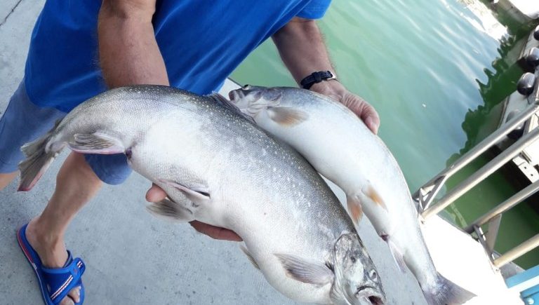 Pesca di salmerini record sul lago d’Iseo