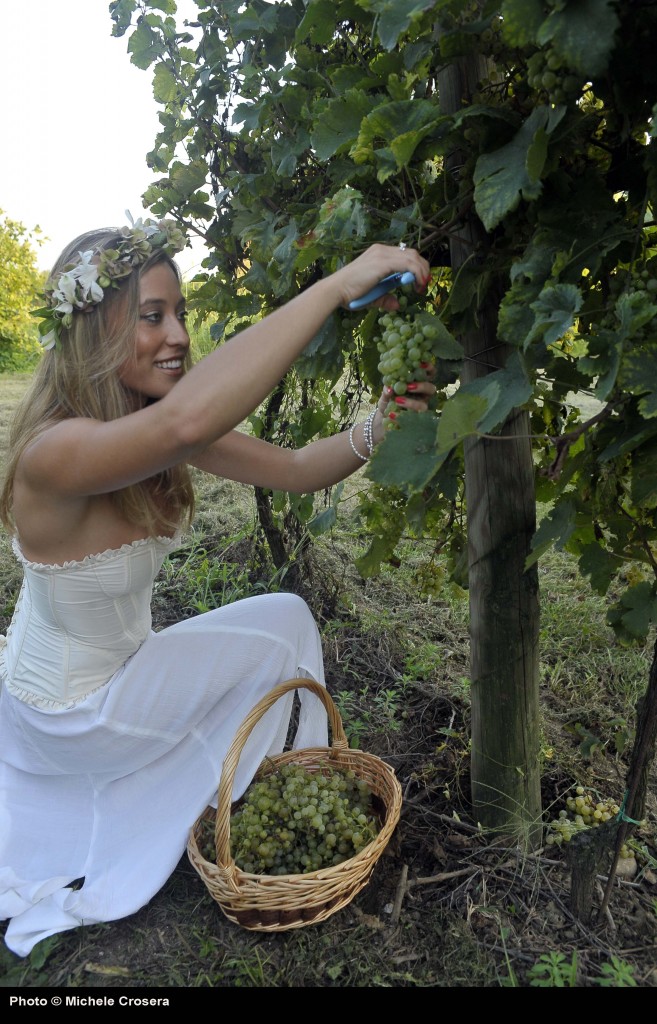 La vendemmia si avvicina, buone le previsioni in Valcalepio