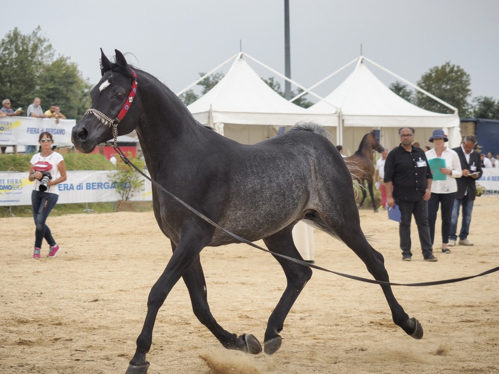 Torna la Fiera di Sant’Alessandro (dal 31 agosto)