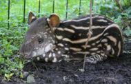 «Benvenuta Lodi!»  Al Parco Faunistico Le Cornelle  uno speciale fiocco rosa per la nascita di una cucciola di tapiro