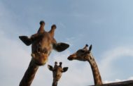 World Giraffe Day 2019, Il Parco Faunistico Le Cornelle lancia Educazoo