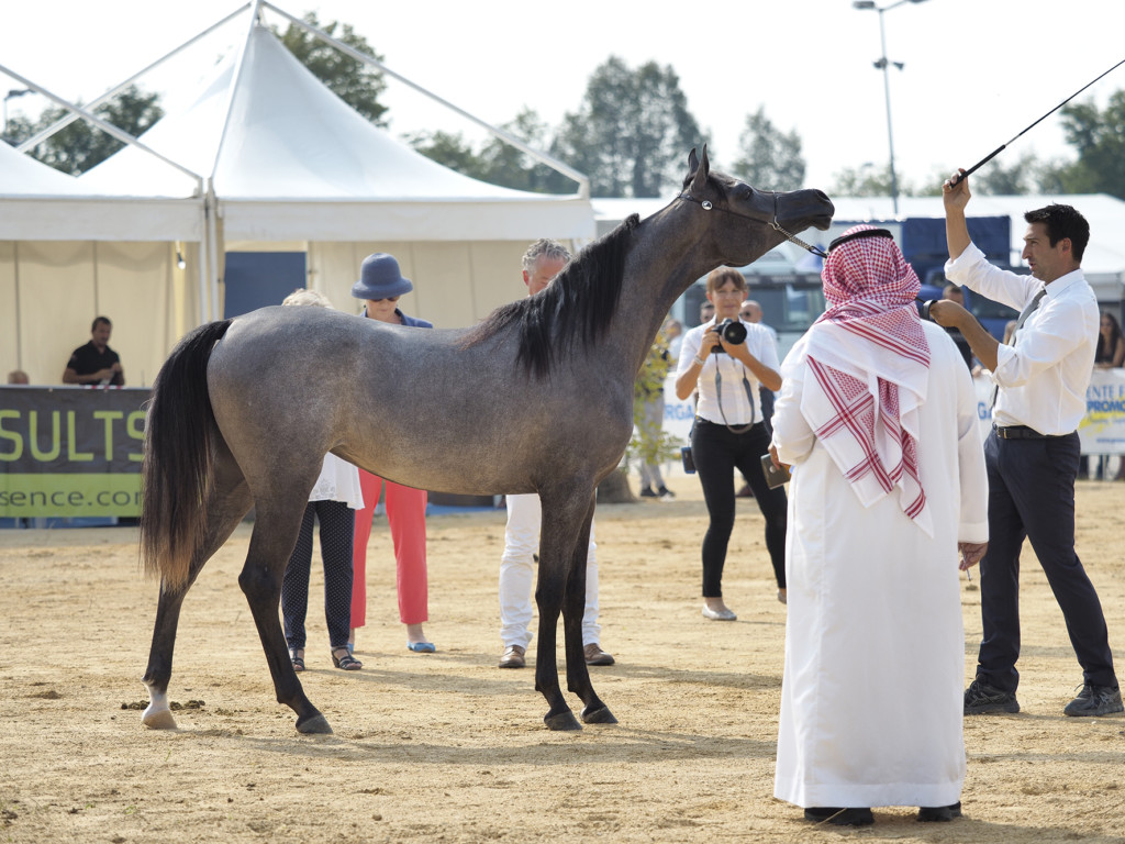 Torna la Fiera di Sant'Alessandro da venerdì a domenica