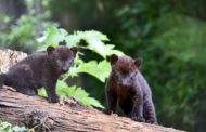 Doppio fiocco al Parco Faunistico Le Cornelle