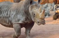 Domenica 22 settembre | World Rhino Day 2019 al Parco Le Cornelle