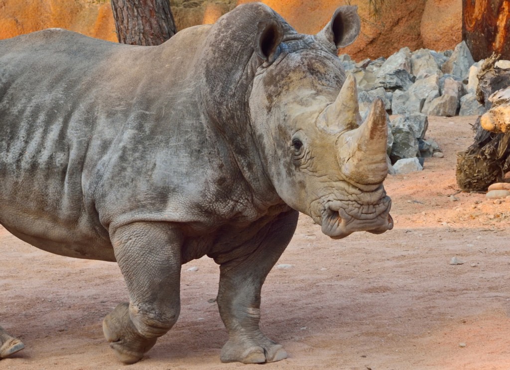 Domenica 22 settembre | World Rhino Day 2019 al Parco Le Cornelle