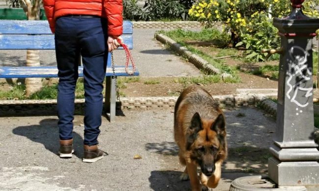 Tolleranza zero per cani senza guinzaglio a Seriate