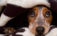 «Gli animali non trasmettono il virus, vogliate loro bene»
