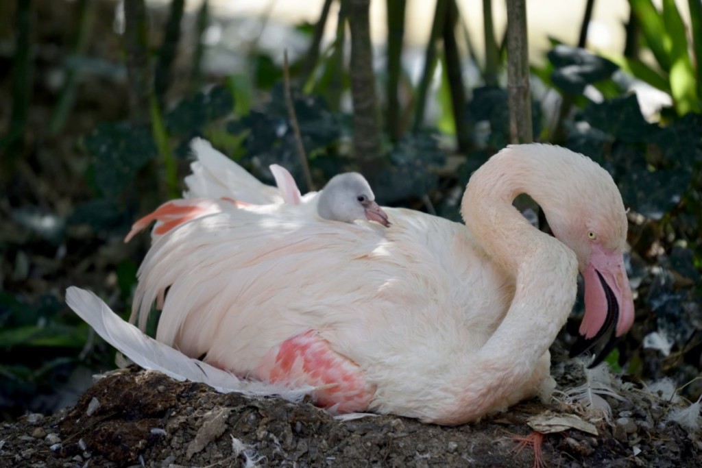 Nuovo arrivo a Le Cornelle: un cucciolo di fenicottero rosa