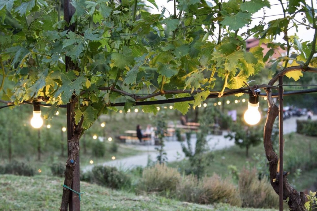 Serata Ais a Frontemura, unico vigneto in città