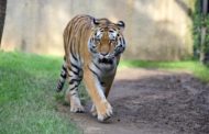 Le Cornelle accoglie nuovi esemplari di Gnu e Tigri dell’Amur