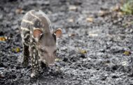Cuccioli di tapiro e alpaca e nuovi arrivi al Parco Le Cornelle