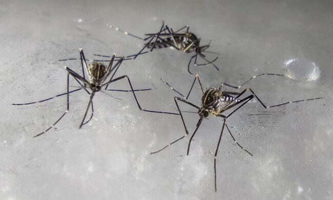 La zanzara coreana che resiste al freddo è qui