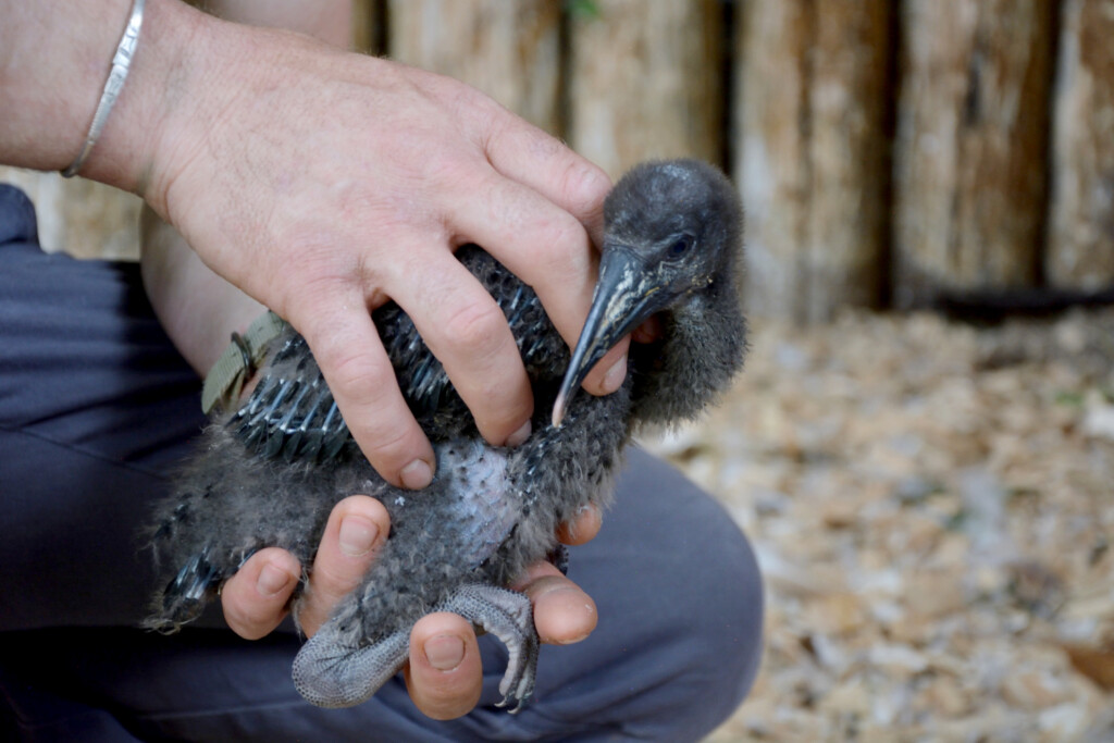 Al Parco Cornelle nuovi cuccioli di Ibis Eremita e Pinguino di Humboldt