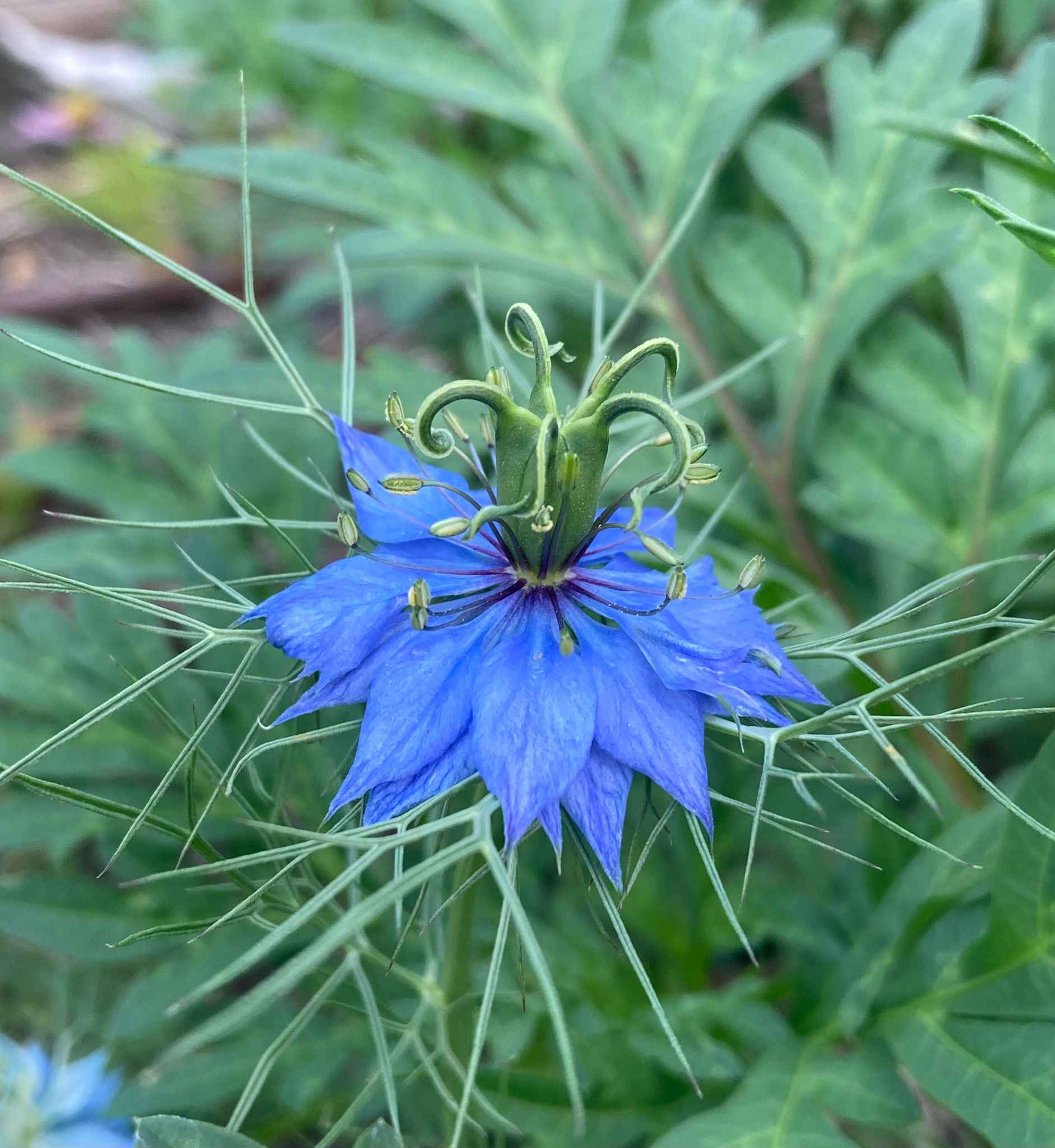 Ad agosto “aperti per ferie” gli orti botanici della Lombardia