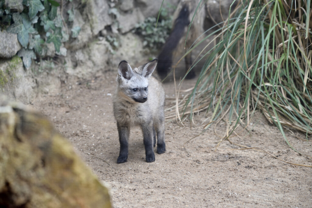 L’otocione Moa trasferito dal Parco Faunistico Le Cornelle allo Zoo-Boissiere in Normandia: un traguardo unico in Italia per la specie