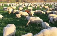 La lana è un'urgenza ambientale: è ora che il governo intervenga