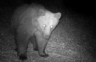Gli orsi sono vicini: ne è stato avvistato uno in Val Camonica
