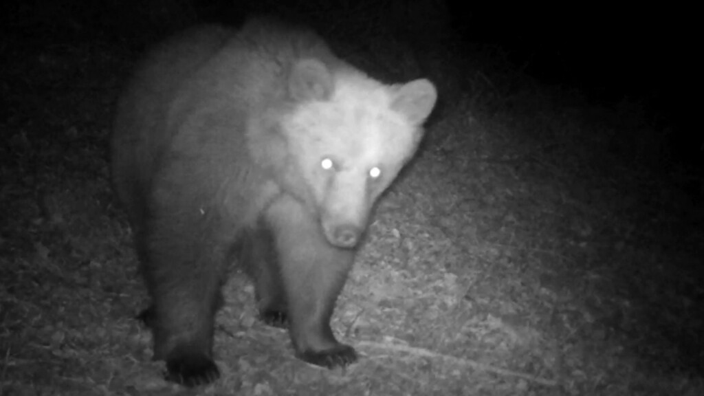 Gli orsi sono vicini: ne è stato avvistato uno in Val Camonica
