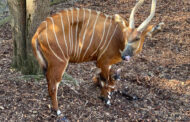 Il parco Le Cornelle accoglie un nuovo piccolo di bongo. Continua il grande impegno per la salvaguardia della specie