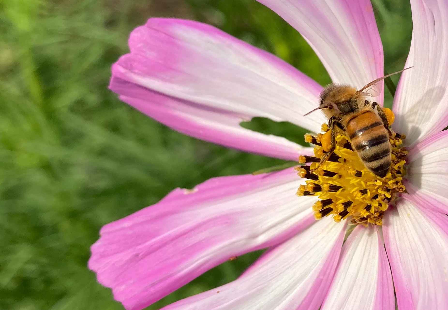 Città amiche dei fiori e delle api