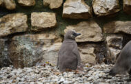 Sandy e Mambo: ecco i due nuovi pulcini di pinguino di Humboldt nati al Parco delle Cornelle