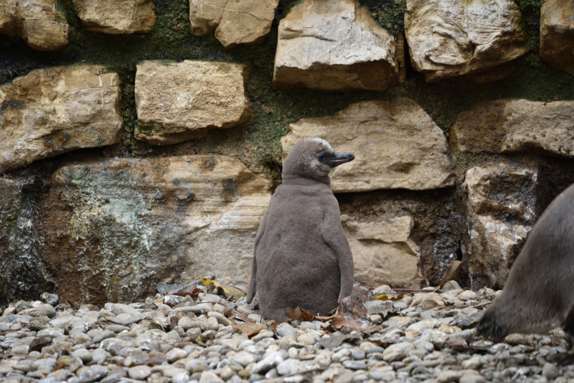 Sandy e Mambo: ecco i due nuovi pulcini di pinguino di Humboldt nati al Parco delle Cornelle