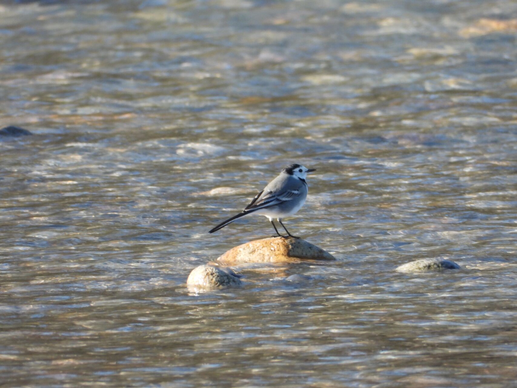 Eurobirdwatch, due percorsi in Bergamasca