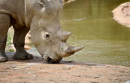 Rinoceronte: una specie da salvaguardare! 23-24 settembre World Rhino Day al Parco le Cornelle