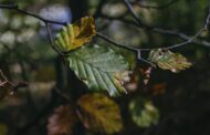 Passione foliage per due weekend in Alta Val Brembana