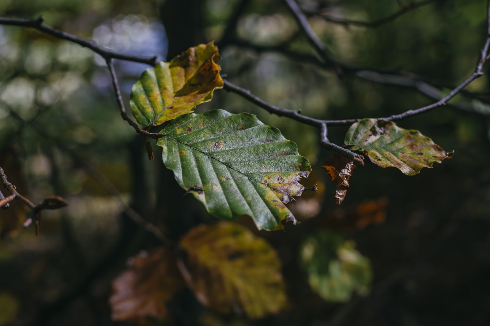 Passione foliage per due weekend in Alta Val Brembana