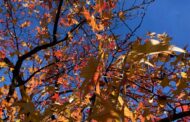 Arriva l'autunno nell'Orto botanico di Bergamo “Lorenzo Rota”