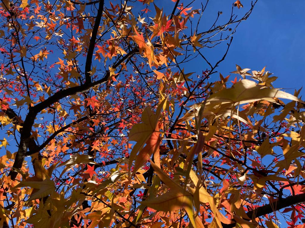 Arriva l'autunno nell'Orto botanico di Bergamo “Lorenzo Rota”