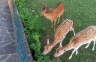 Daini fuggiti a Orio e avvistati a Colognola