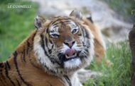 Addio a Romeo, la tigre simbolo del Parco Faunistico Le Cornelle